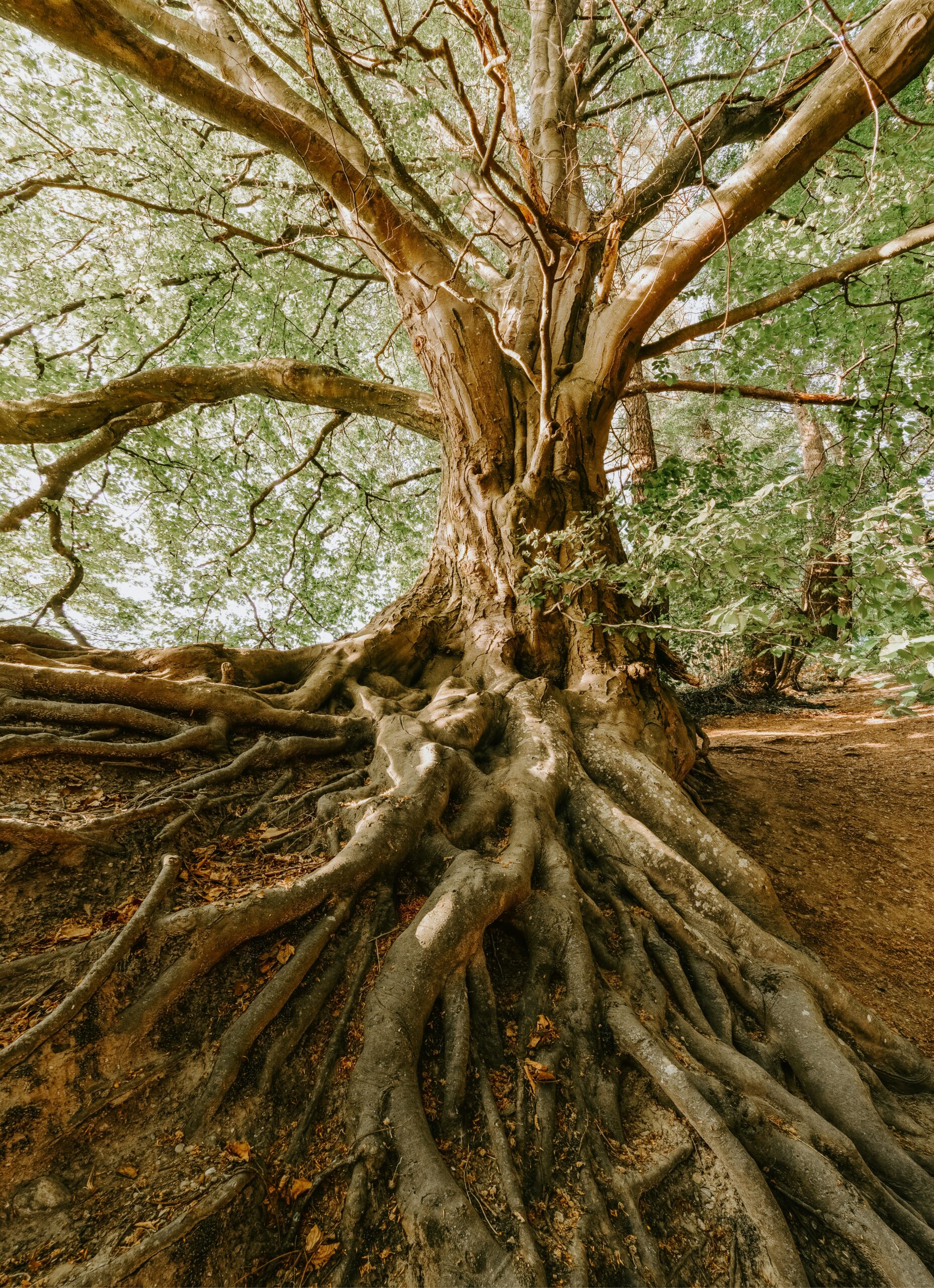 Mächtiger Baum mit alten Wurzeln - Symbol für Selbstwert